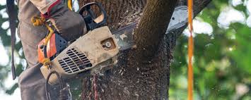 Best Aeration Services  in Cave City, KY