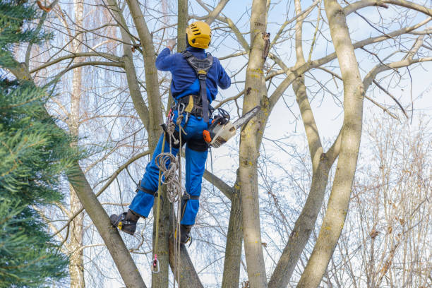 Best Commercial Tree Services  in Cave City, KY