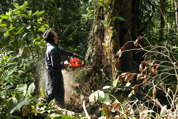 Best Arborist Consultation Services  in Cave City, KY