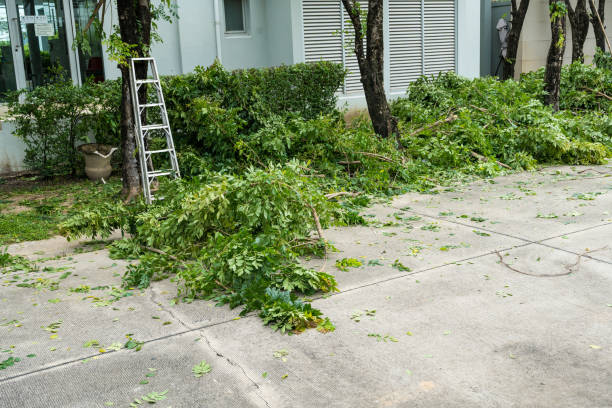 Best Tree Cabling and Bracing  in Cave City, KY