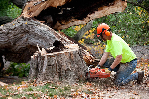 Best Firewood Processing and Delivery  in Cave City, KY