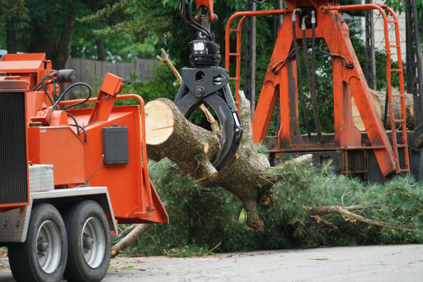 Best Lawn Watering Services  in Cave City, KY