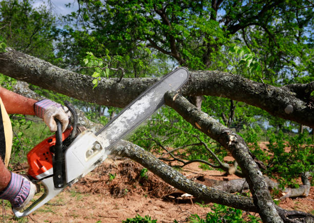 How Our Tree Care Process Works  in  Cave City, KY