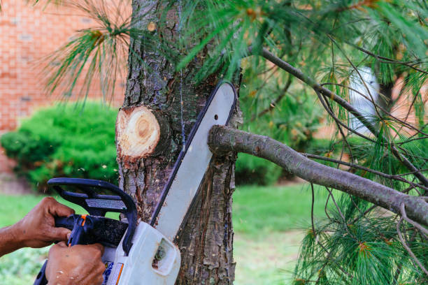 Best Organic Lawn Care Solutions  in Cave City, KY